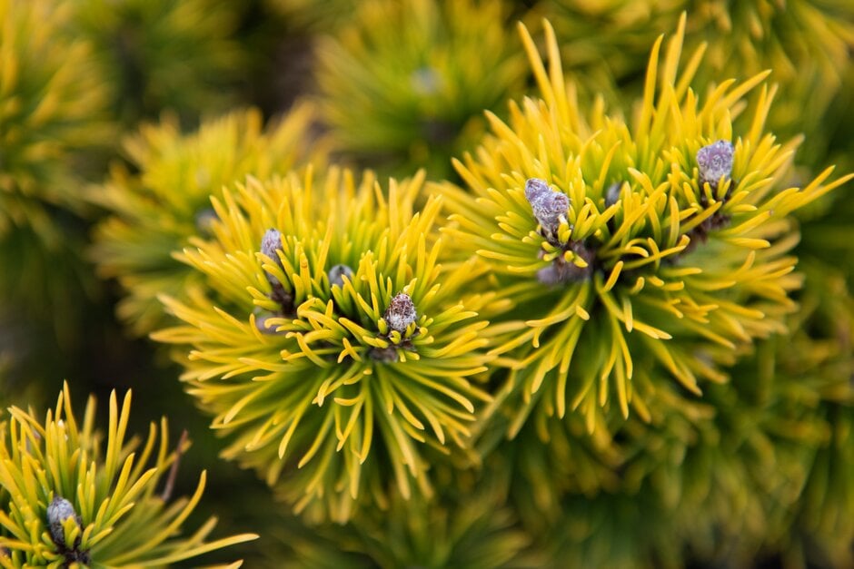 dwarf mountain pine 'Carstens'
