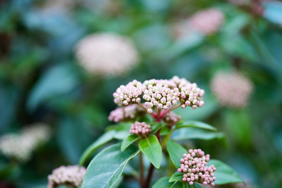 laurustinus 'Eve Price'