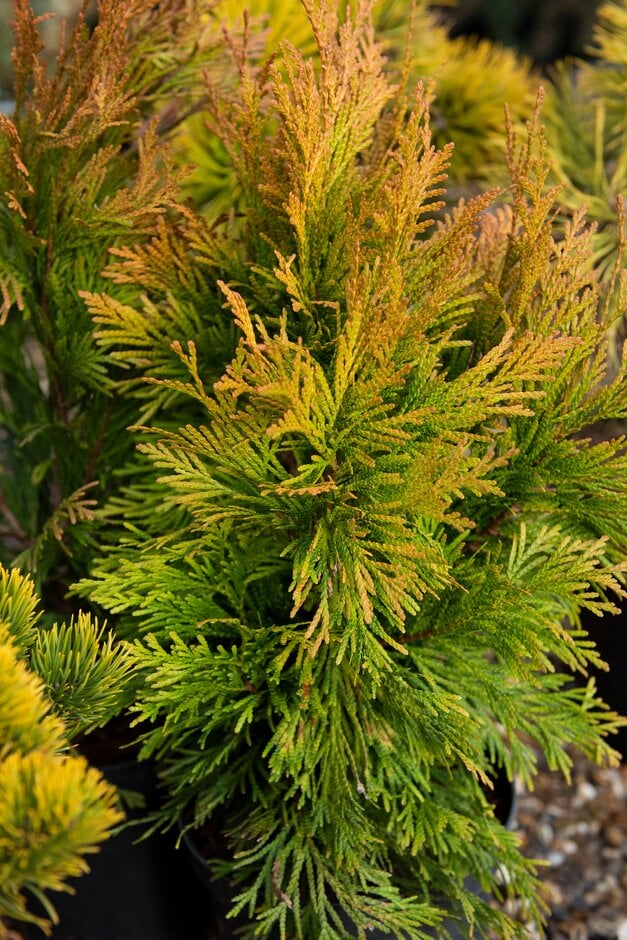 Thuja plicata Goldy ('4ever'PBR)|western red cedar [Goldy]/RHS Gardening