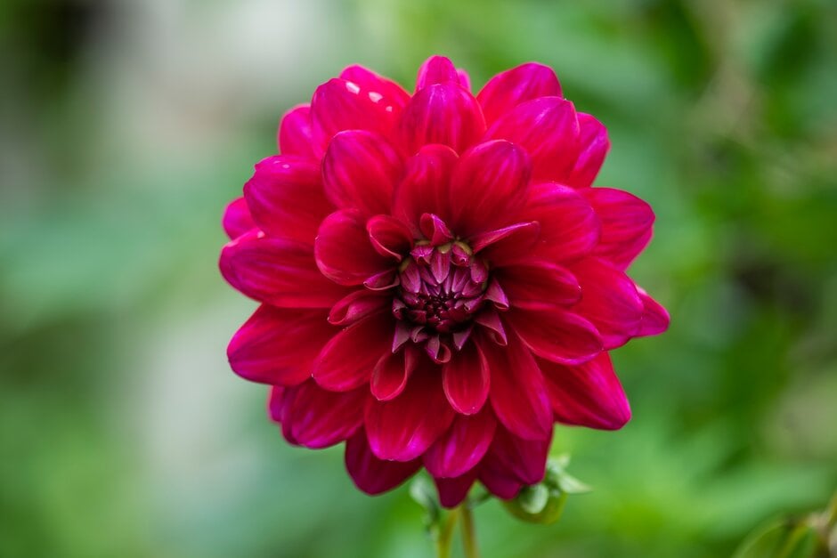 dahlia 'Ruby Murray'