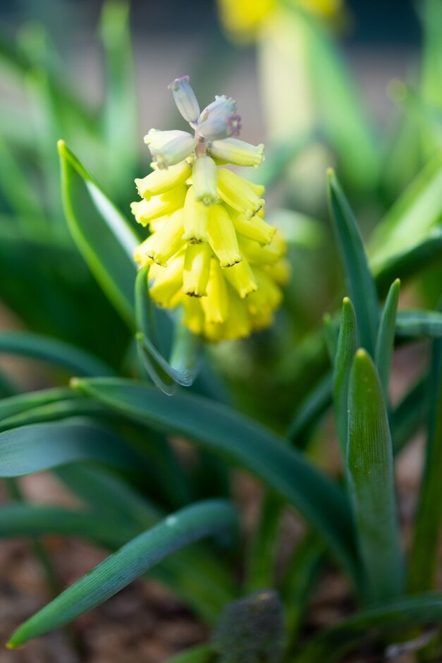 large-fruited grape hyacinth