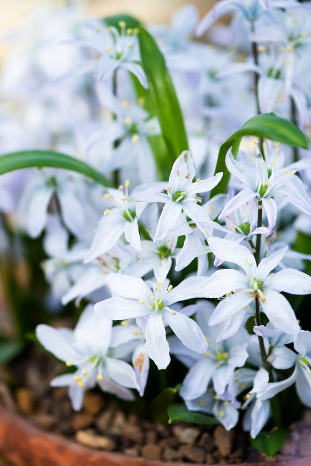 Misczenko squill