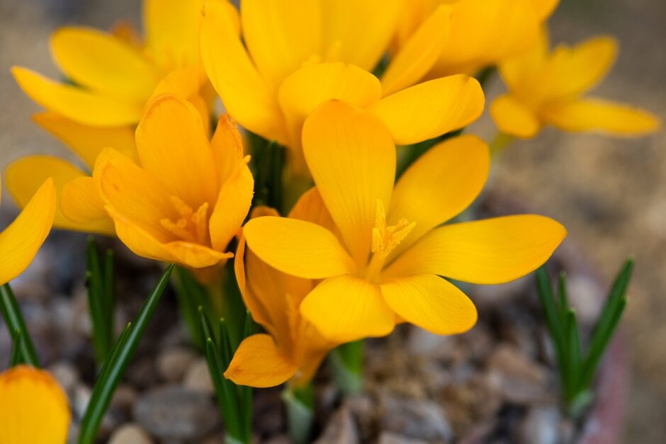 <i>Crocus</i> <i>gargaricus</i> subsp. <i>gargaricus</i>