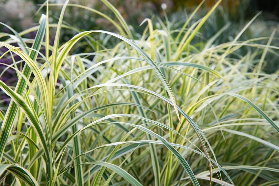 eulalia 'Dixieland'