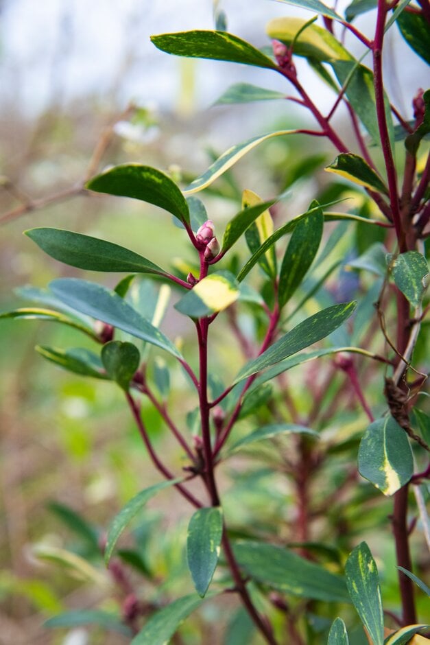 mountain pepper 'Suzette'