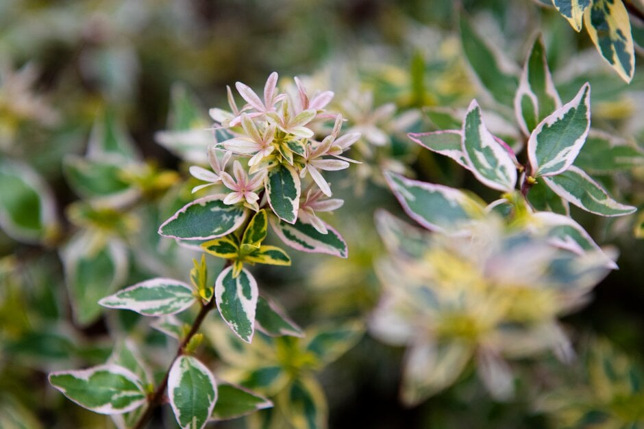 abelia 'Sparkling Silver'
