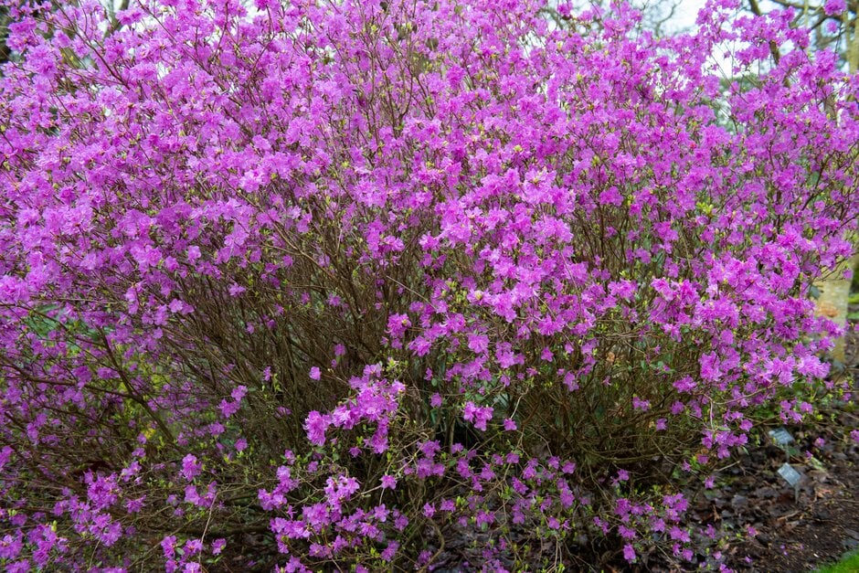 rhododendron 'Mid-winter'