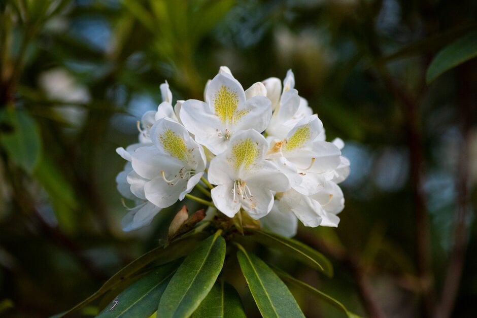 rhododendron 'Chionoides'
