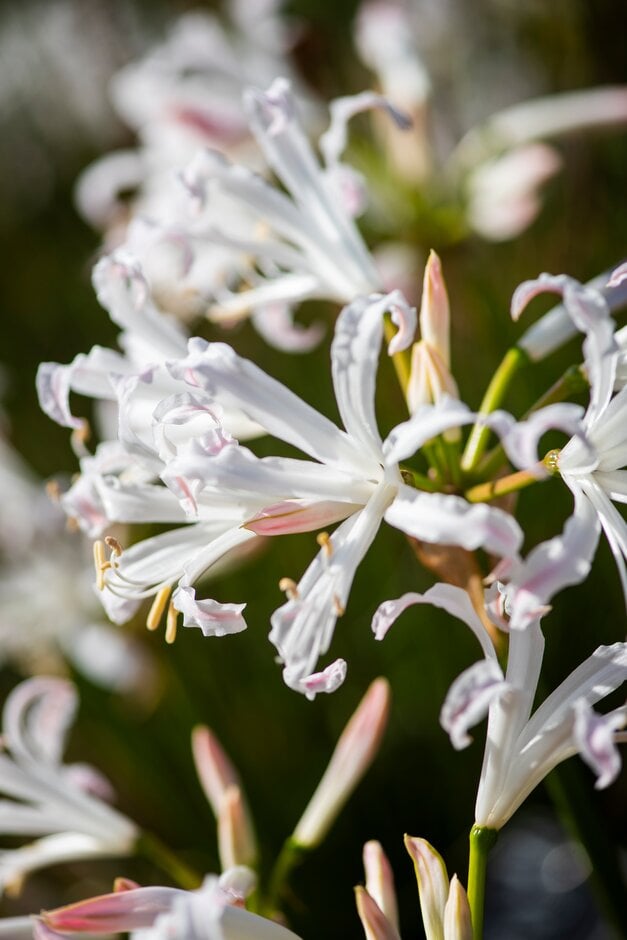 Bowden lily 'Bionce'