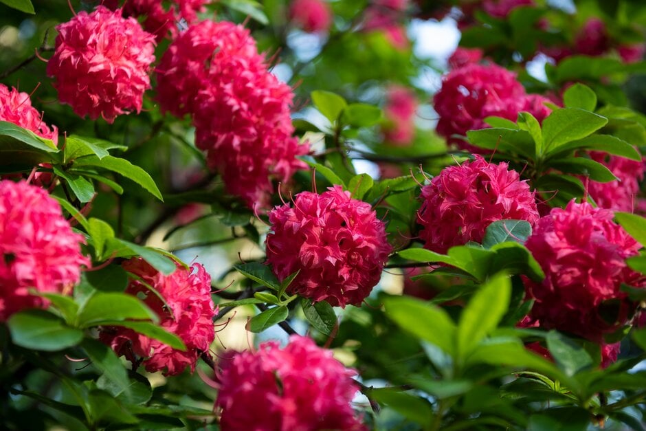 rhododendron 'Homebush'