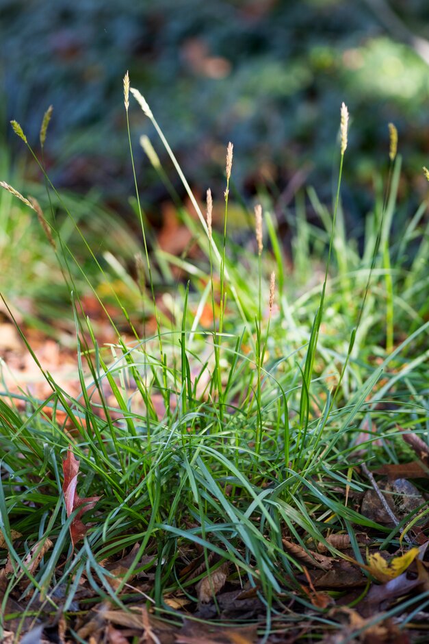 Sesleria 'Greenlee' | moor-grass 'Greenlee' Grass Like/RHS