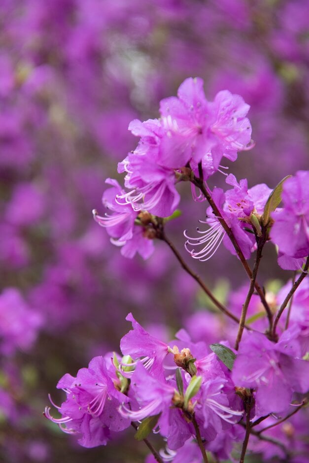 rhododendron 'Mid-winter'