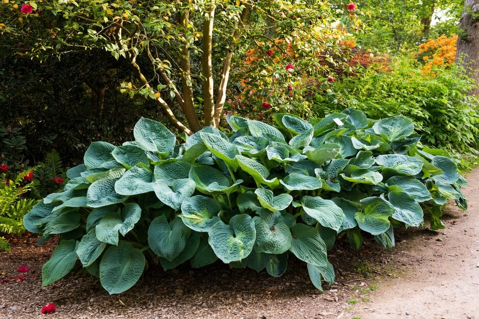 plantain lily 'Paul's Glory'