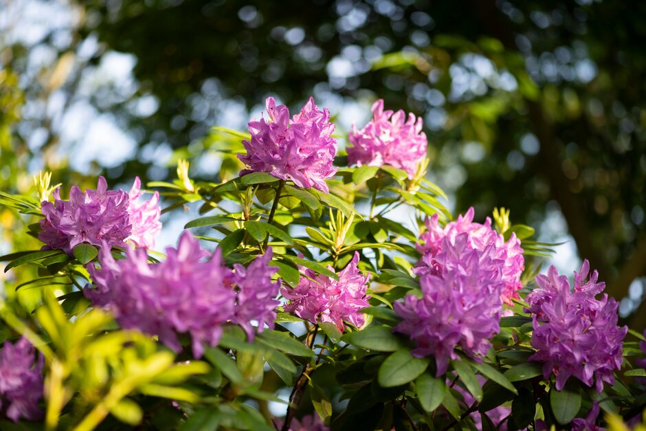 Rhododendron 'Catawbiense Boursault'|rhododendron 'Catawbiense Boursault'/RHS  Gardening