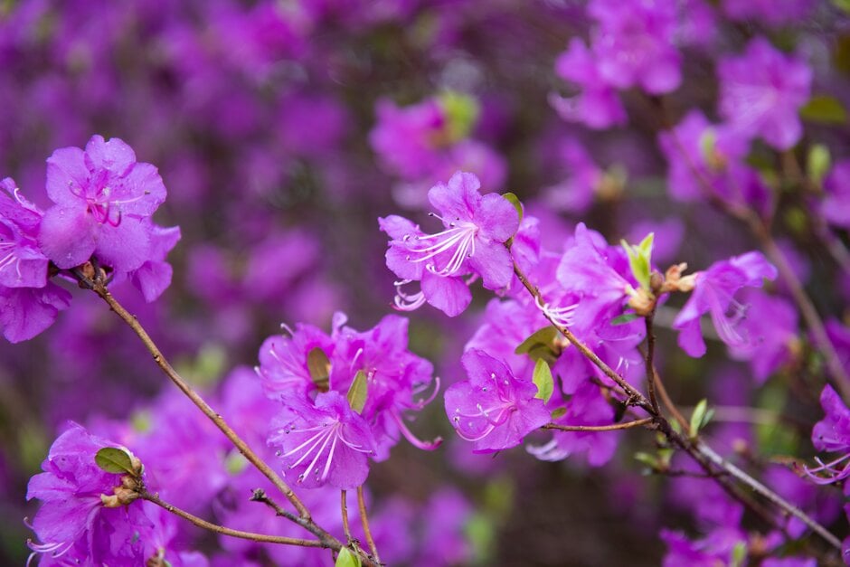 rhododendron 'Mid-winter'