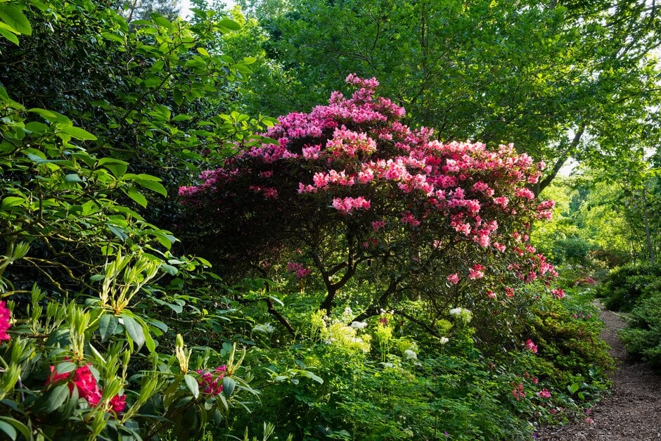 <i>Rhododendron</i> Vanessa Group