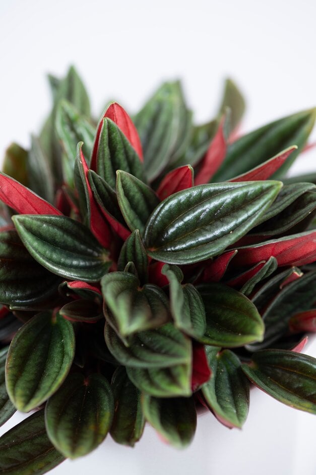 <i>Peperomia</i> 'Eden Rosso'