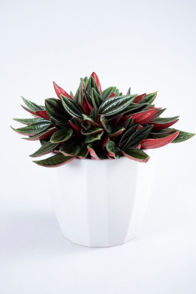 <i>Peperomia</i> 'Eden Rosso'