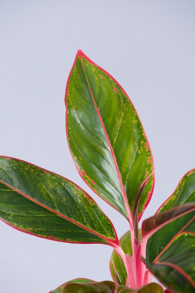 Chinese evergreen 'Star Light Pink'