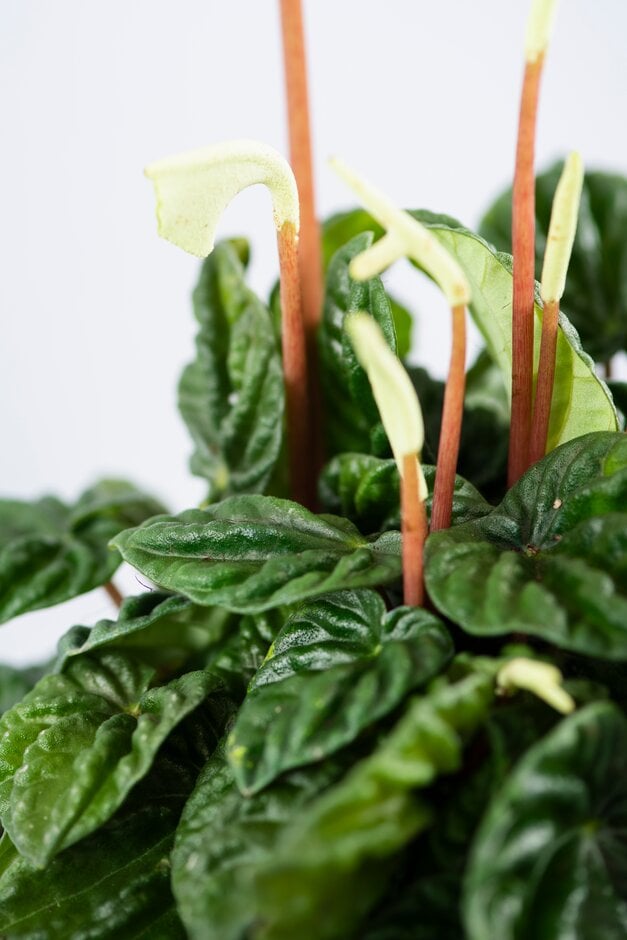 <em>Peperomia</em> <em>caperata</em> 'Lillian'