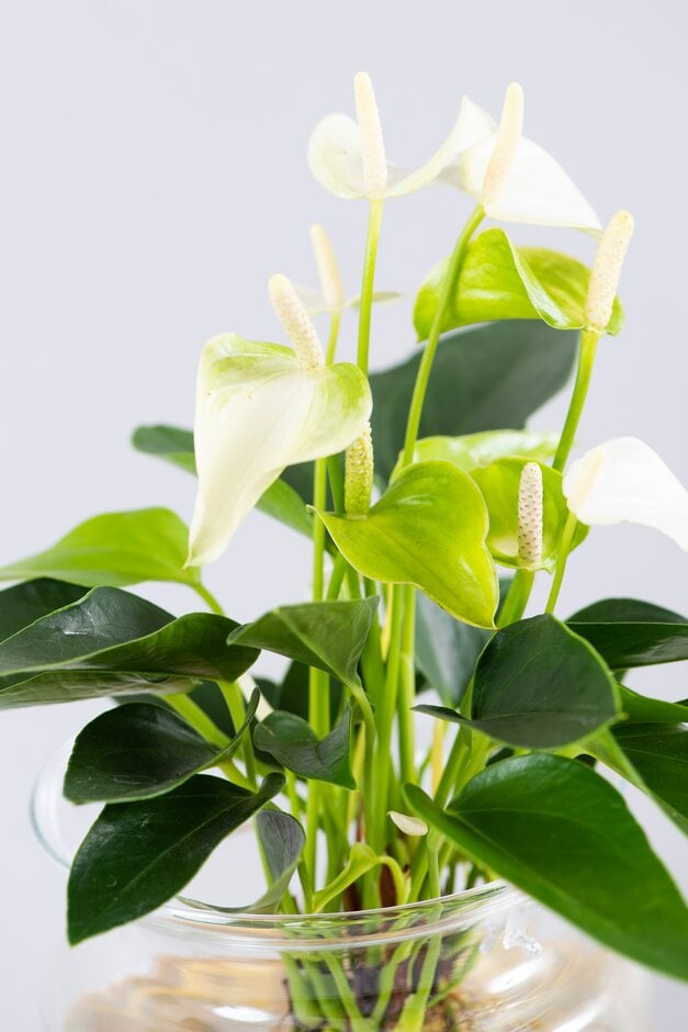 Anthurium White Champion ('Anthefaqyr'PBR)|flamingo flower [White Champion]/RHS  Gardening