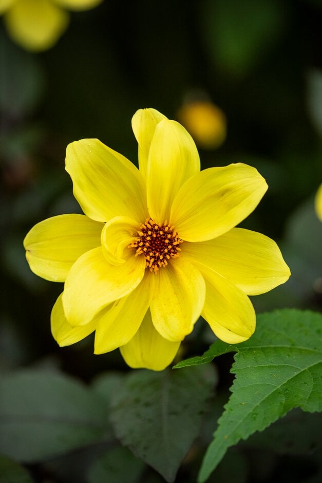 dahlia 'Hadrian's Sunlight'