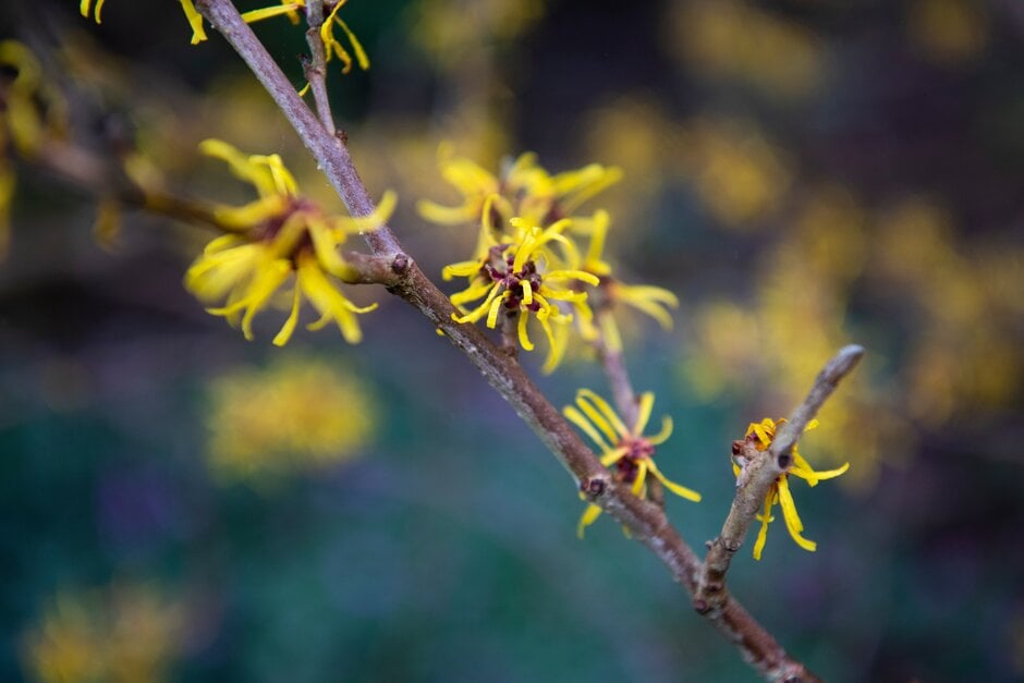 witch hazel 'Boskoop'