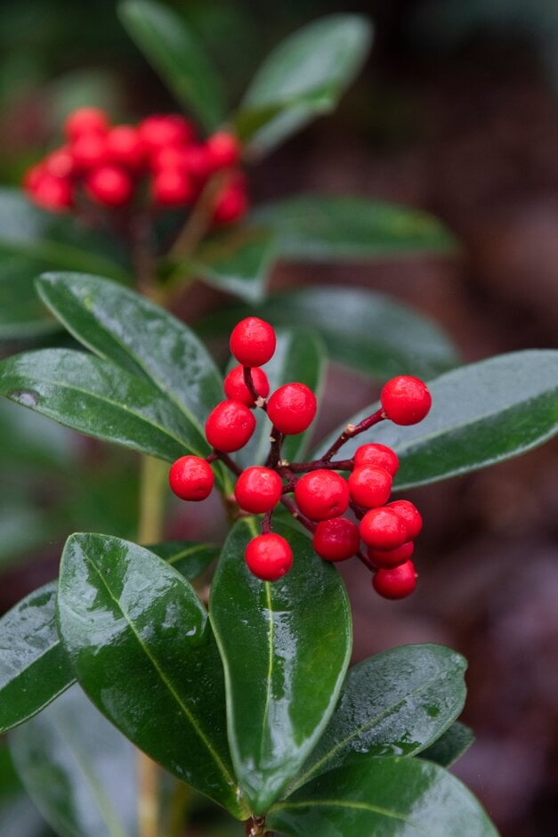 Japanese skimmia 'Tansley Gem'
