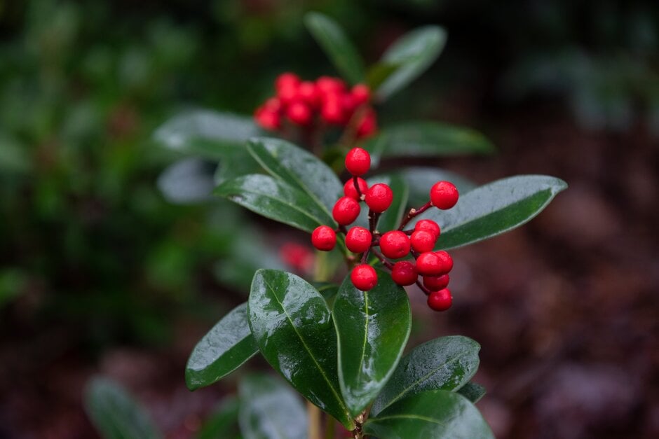 Japanese skimmia 'Tansley Gem'