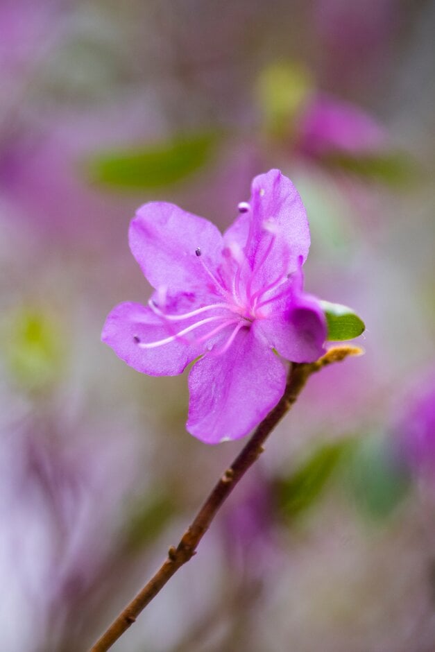 rhododendron 'Mid-winter'