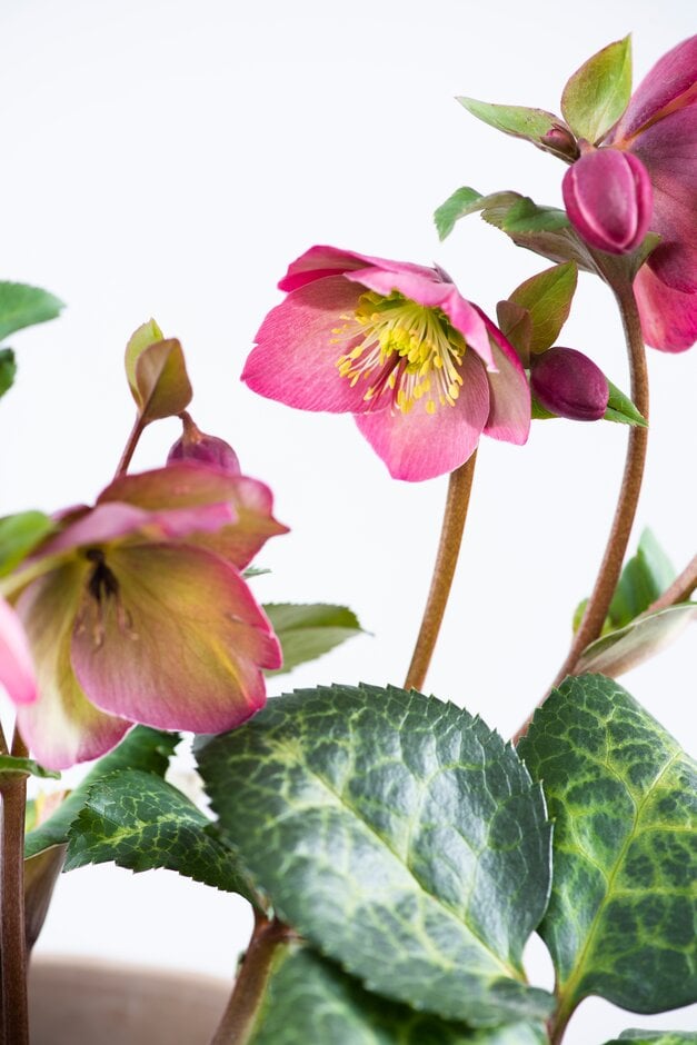 hellebore [Sally's Shell]