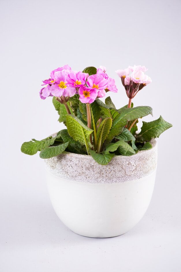 primrose [Belarina Pink Champagne]