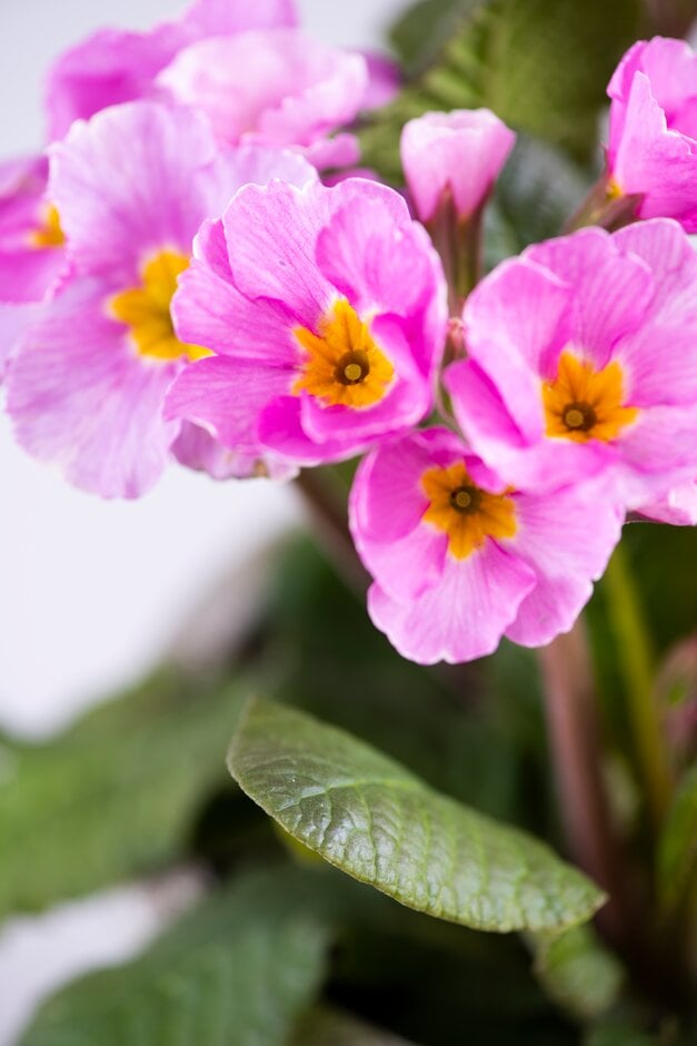 primrose [Belarina Pink Champagne]
