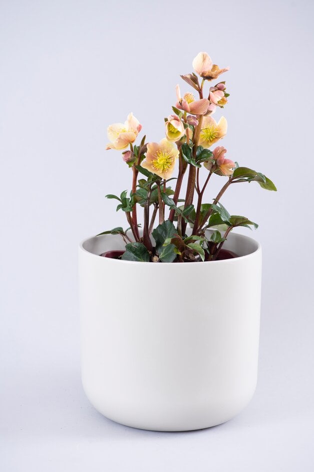 hellebore [HGC Cinnamon Snow]