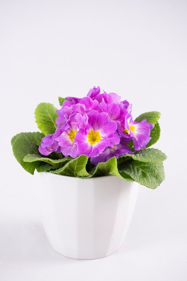 polyanthus 'Milkshake'