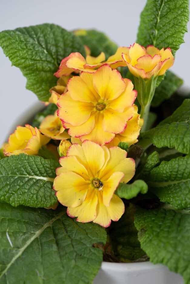 primrose 'Rhubarb and Custard'