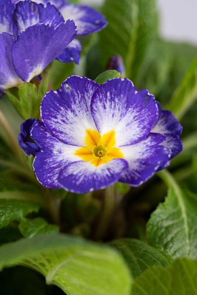 primrose 'Starflame'
