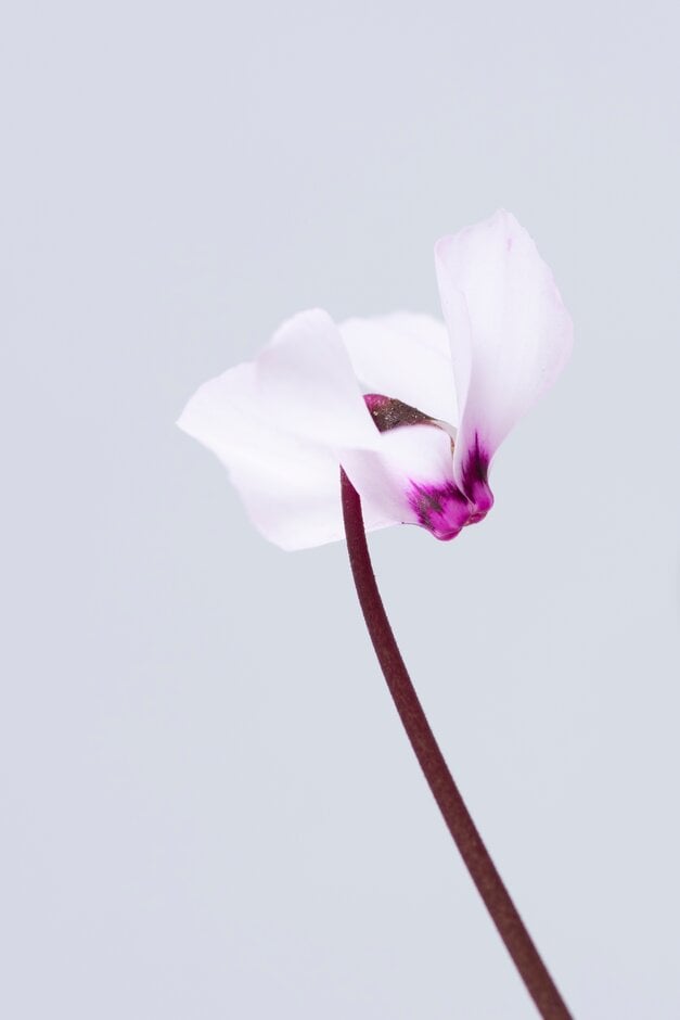 cyclamen 'Maurice Dryden'