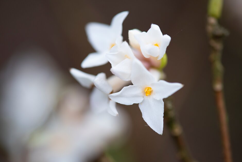 daphne 'Hazel Edwards'