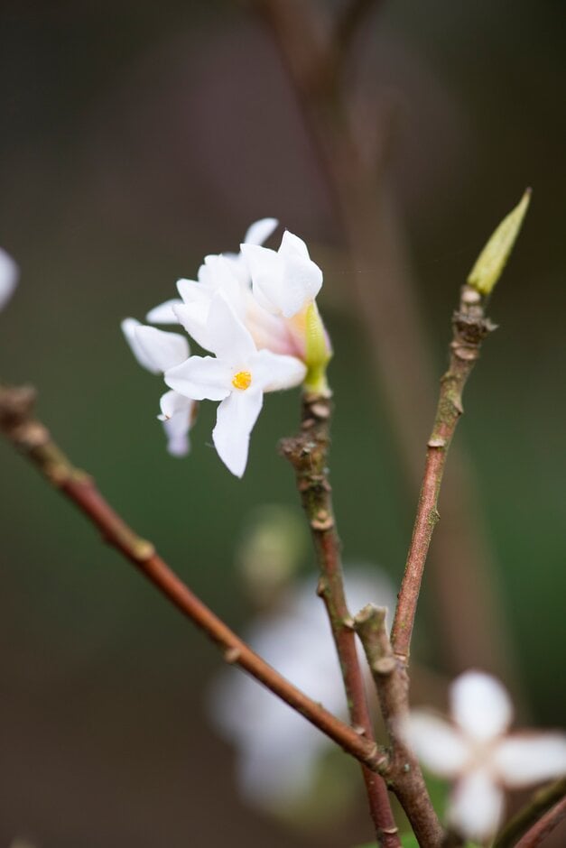 daphne 'Hazel Edwards'
