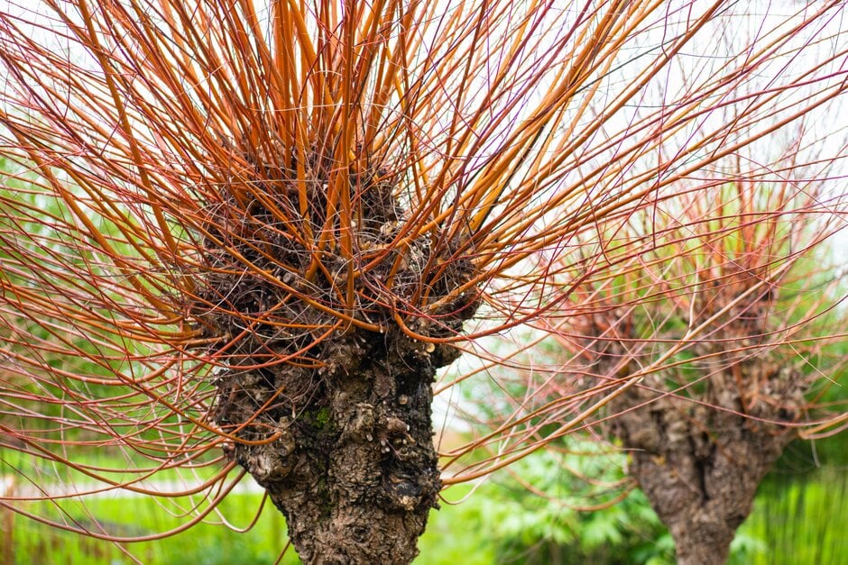 <i>Salix</i> <i>alba</i> var. <i>vitellina</i> 'Britzensis' nova