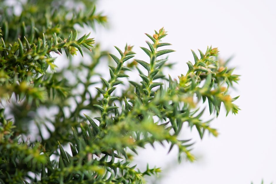 Japanese cedar 'Yokohama'