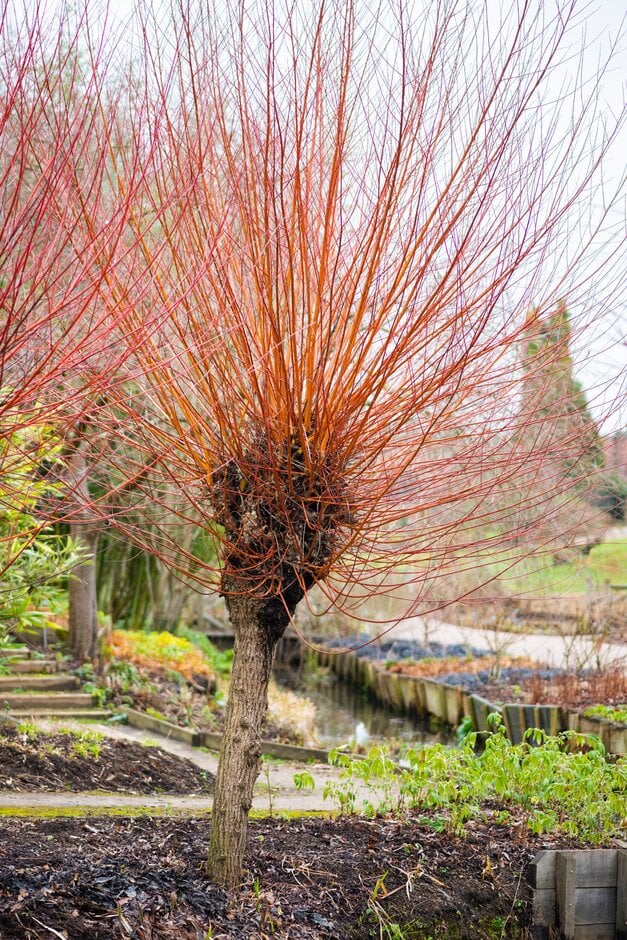 <i>Salix</i> <i>alba</i> var. <i>vitellina</i> 'Britzensis' nova
