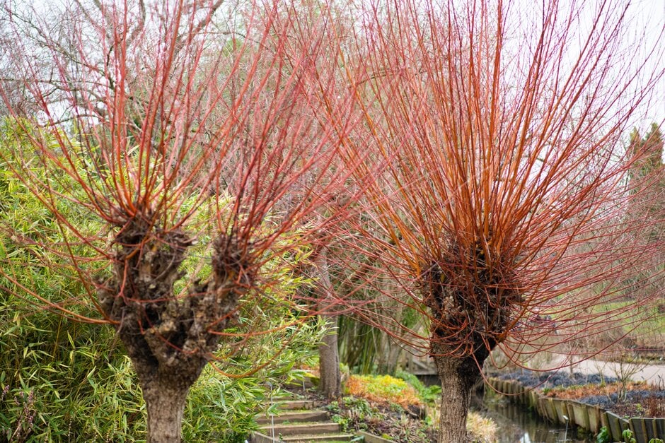 <i>Salix</i> <i>alba</i> var. <i>vitellina</i> 'Britzensis' nova