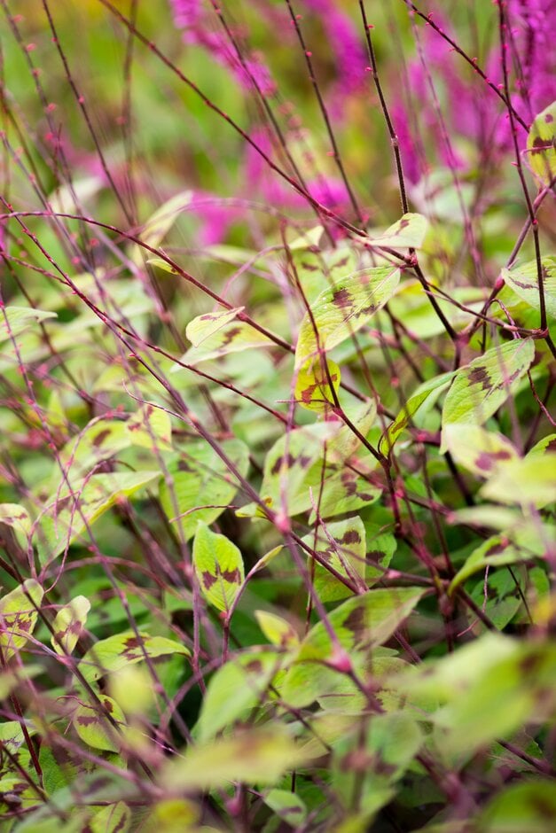knotweed 'Batwings'