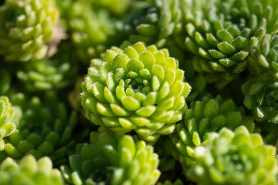 golden-flowered rosularia
