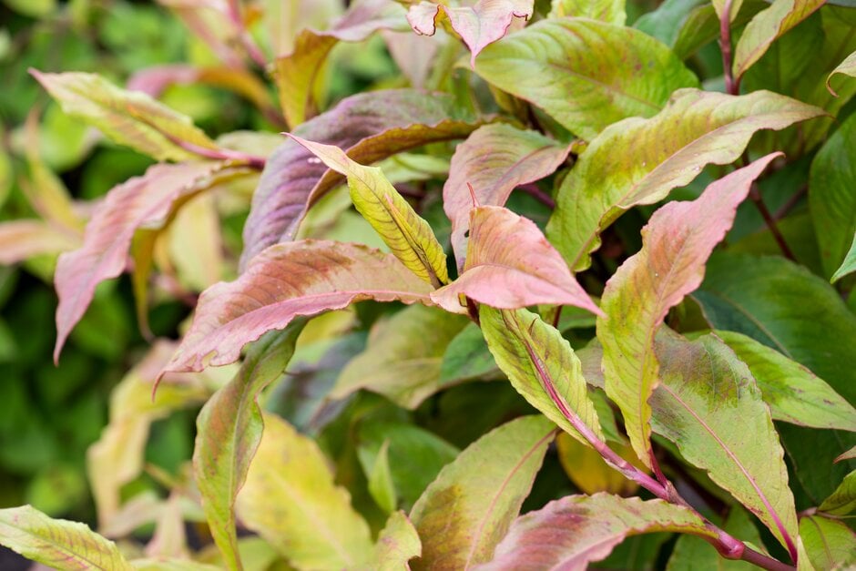 Virginia knotweed 'Compton's Red'