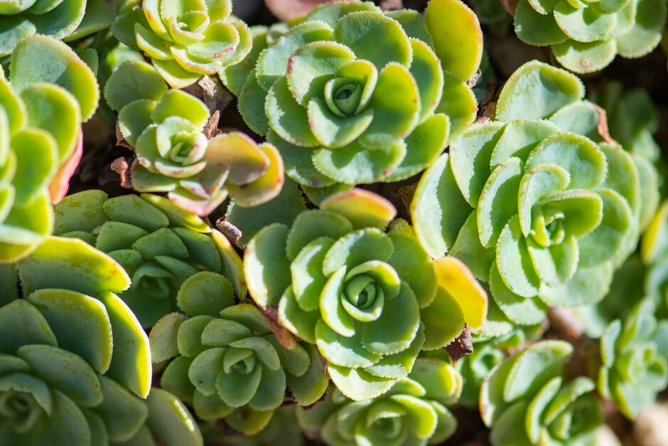 Rosularia sempervivum subsp. glaucophylla | glaucous-leaved houseleek ...