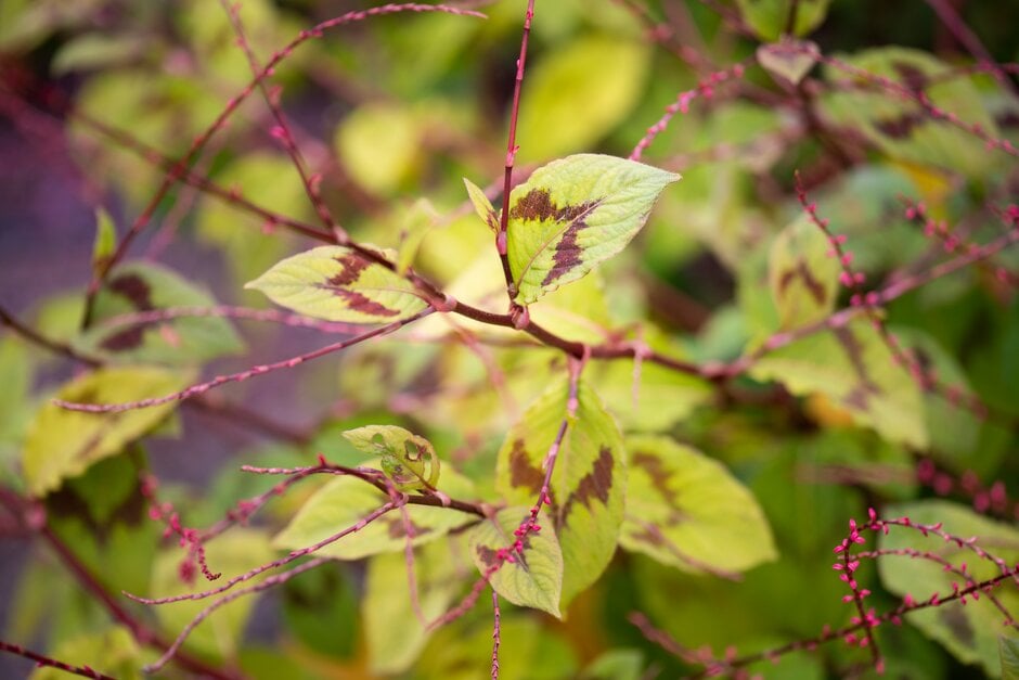 knotweed 'Lance Corporal'