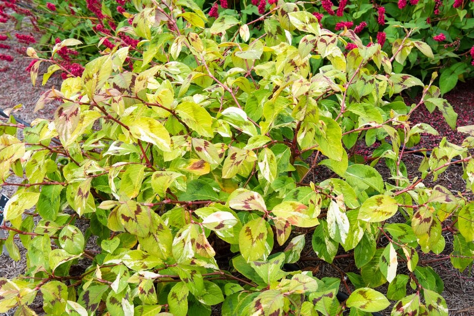 knotweed 'Painter's Palette'